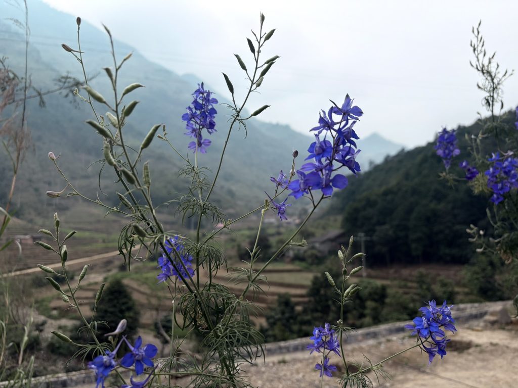 Blue flowers take up the majority of the image but beyond them is rice fields and mountains