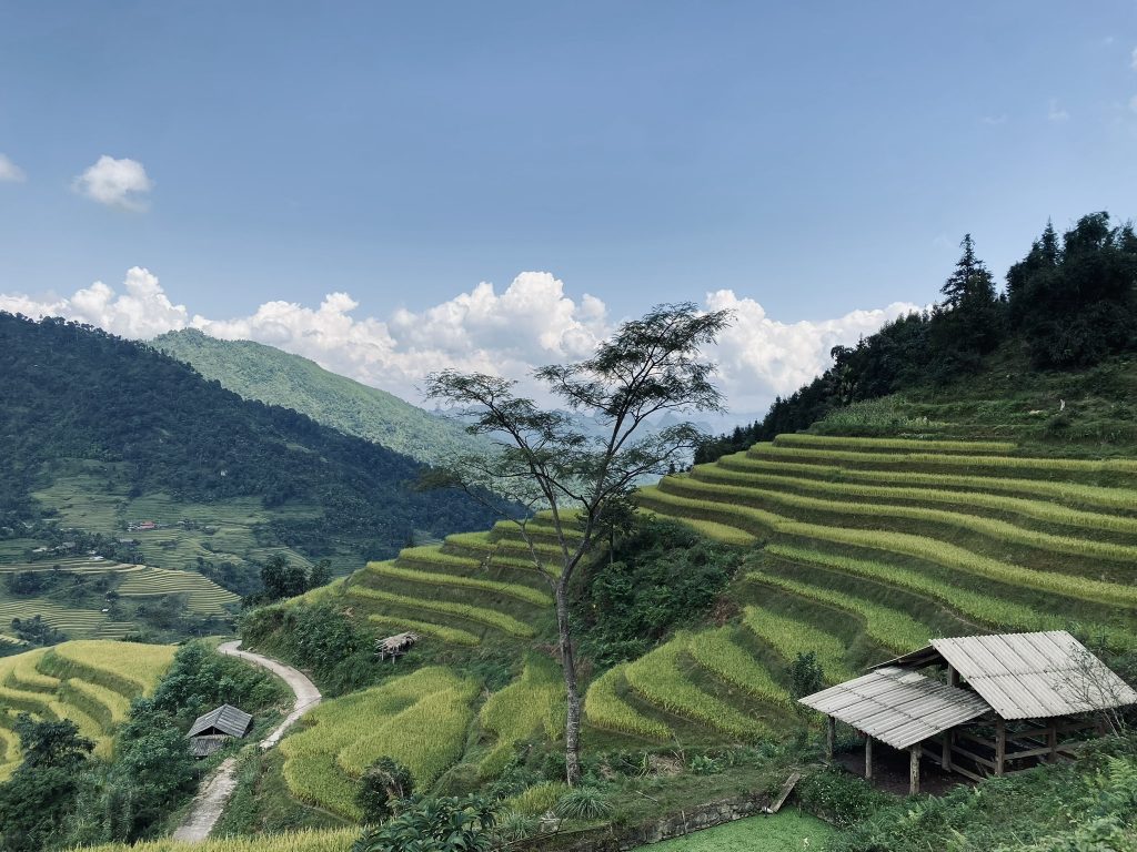 A Vietnamese landscape with terraced green rice fields and blue skies